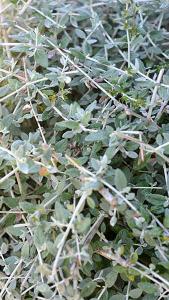 Teucrium Fruticans or Shrubby Germander