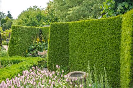 Thuya Occidentalis Brabant evergreen hedging 