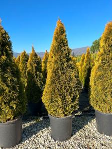 A compact evergreen with vibrant golden foliage. Ideal for adding year-round color and structure to gardens