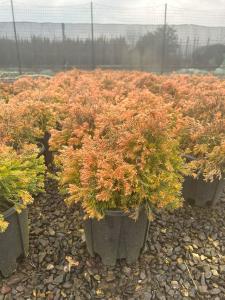  A slow growing conifer with vibrant golden yellow foliage. Perfect for adding color and structure to any garden.