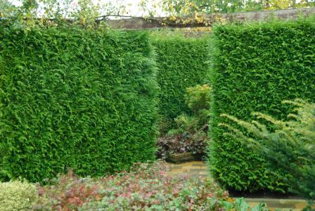 Thuja Plicata hedge plants for sale online for UK delivery