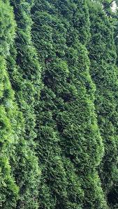 Thuja Smaragd Hedging. White Cedar Thuja Hedging