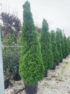 A compact and fast growing evergreen with a narrow form. Perfect for creating a dense and lush hedge.