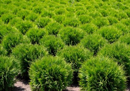 Thuja Occidentalis Little Champion White Cedar is an evergreen dwarf conifer, with a compact growing habit, great for smaller gardens. Dwarf Conifer