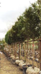 3 Metre tall mature Thuja Plicata Full Standard Trees for sale at our Enfield Plant Centre