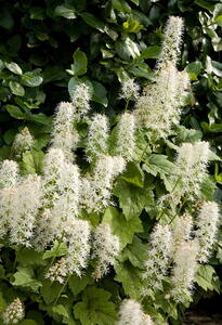 Tiarella Cordifolia flowering, perennial plant that thrives in moist shady areas of the garden, buy UK