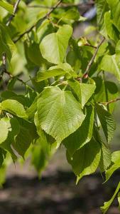 Tilia Cordata Rancho or Small leaved Lime Rancho, small to mid-sized variety with distinctive dense conical growth habit. Glossy green leaves & white flowers 