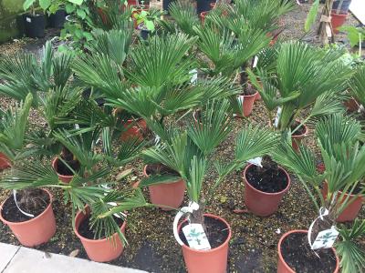 Trachycarpus Wagerianus growing at our UK plant centre, buy online with UK delivery