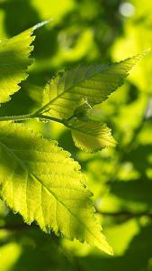 Ulmus Clusius Dutch Elm is a Disease Resistant Dutch Elm hybrid