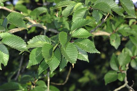 Ulmus Lobel or Lobel Elm is a Dutch hybrid, a handsome deciduous tree that is fast growing and particularly suited to coastal locations, for sale online, UK delivery.