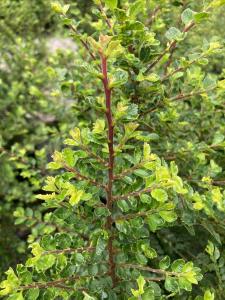 A small and hardy dwarf Chinese elm with glossy green leaves ideal for smaller gardens or containers