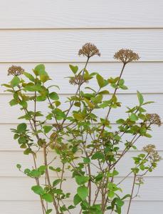 Viburnum Cayuga is a compact deciduous shrub that features clusters of white flowers in late spring