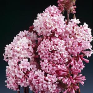 Viburnum Bodnantense Dawn Viburnum Dawn Winter Flowering shrub for sale online, UK delivery