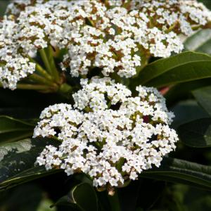 Viburnum Davidii is a lush evergreen shrub which is bushy and dense