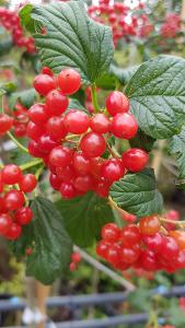 Autumn berries for wildlife on Viburnum Opulus Compactum or Guelder Rose in the Autumn