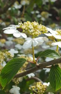 Viburnum Kilimanjaro Sunrise detail of this unusual lacecap variety flowering early summer