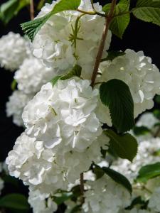 Viburnum Plicatum Popcorn is absolutely covered in clusters of white snowball blooms. Upright and mult-stemmed this is a fabulous flowering shrub, buy online UK.