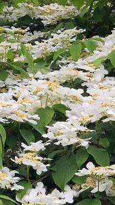 Viburnum Plicatum Watanabe Japanese Snowball