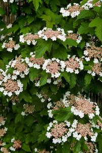 Viburnum Sargentii Onondaga Sargent Viburnum, superb variety with purple new leaves turning dark purple in autumn. Red flower buds open to white flowers.