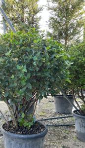 Compact evergreen shrub featuring dark green foliage. Clusters of pink buds opening to white flowers in winter and metallic blue black berries. Ideal for hedges or adding year round interest.