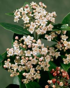 Viburnum Tinus Grandiflora flowering evergreen shrub for sale online with UK delivery