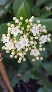 Viburnum Tinus Grandiflora