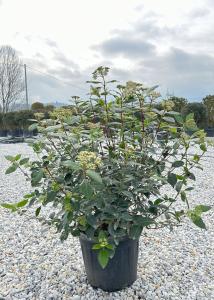 Versatile evergreen shrub with glossy green foliage. White flowers from autumn to spring and ornamental blue berries. Perfect for hedging or garden interest year round.