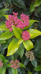 Viburnum Tinus Gwenllian flower buds and evergreen foliage, flowering in Spring time in the UK