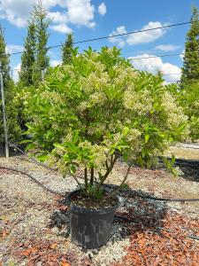 A glossy evergreen shrub ideal for hedging. Featuring dark green leaves. clusters of white flowers and metallic blue berries for year round interest