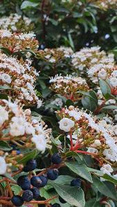 Viburnum Tinus Spirit Laurustinus, evergreen flowering shrub, its lovely winter buds and blossoms last up to six months. It has lush foliage & pretty berries