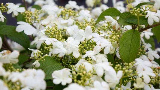 Stunning deciduous shrub known for its large. Round clusters of white flowers that bloom in late spring. Creating a breathtaking display.