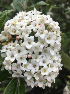 Viburnum Burkwoodii x Burkwoodii flowering in April, semi-evergreen shrub with highly perfumed flowers, buy UK