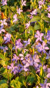 Vinca Minor flowering, evergreen ground cover plant for low maintenance areas of the garden