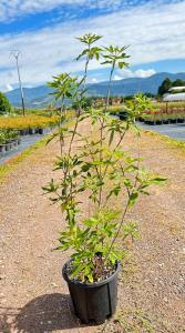 A fragrant shrub with striking purple flowers and aromatic foliage perfect for attracting pollinators