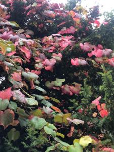 Vitis Coignetiae Buy Crimson Glory Vine Climber growing in an English garden