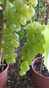 Muscat Blanc à Petits Grains. Vitis Vinifera Blanc Climber, buy UK delivery.