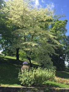 Wedding Cake Tree in Mature Garden