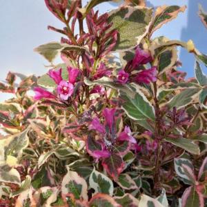 Weigela florida Monet deciduous shrub with pink variegated foliage