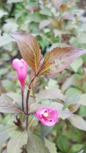  A deciduous shrub with deep purple red foliage and striking pink flowers, adding bold color and interest to gardens throughout the season