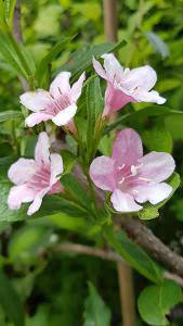 Weigela rosea deals