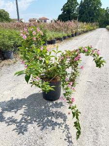 A striking deciduous shrub with large. Pink flowers that bloom in spring. Offering vibrant color and lush green foliage throughout the season