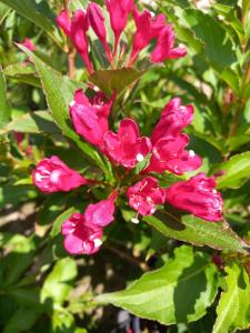 Weigela Red Prince deciduous shrub with vibrant red tubular flowers