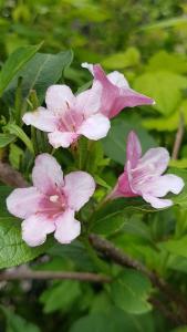 Pink Flowering Weigela Rosea, ornamental shrub for Sale Online UK delivery