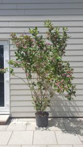 A stunning deciduous shrub with soft pink. Bell shaped flowers and rich green foliage. Bringing elegance and seasonal color to any garden