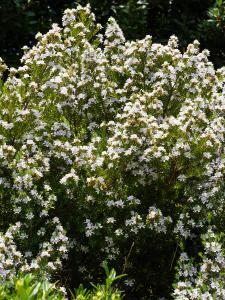 Westringia Fruticosa or coastal rosemary is a great choice for seaside and coastal gardens buy UK