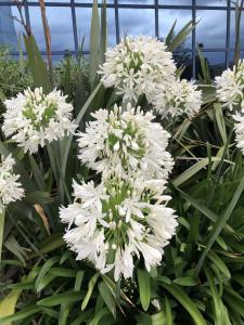 Cluster of white Agapanthus flowering in July in a UK garden