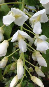 Wisteria Brachybotrys Shiro Kapitan