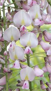 Wisteria Floribunda Honbeni, prolific climbing plant to buy online, London garden centre, UK.