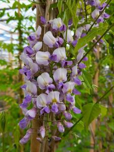 Wisteria sinensis Prolific climbing plant with purple flowers