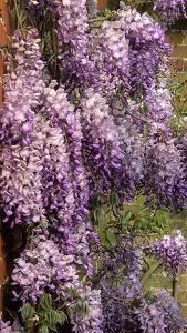Wisteria x Formosa Issai climber,  Wisteria Formosa Issai to buy online with UK and Ireland delivery.